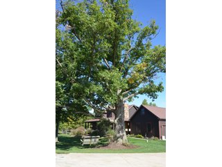 Property photo 12 - 80 +/- Acres Offered in 6 Tracts - Spectacular Farm & Home